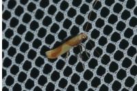 Caloptilia alchimiella