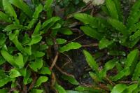 Psychoides verhuella