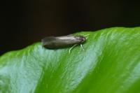 Psychoides verhuella