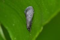 Psychoides verhuella