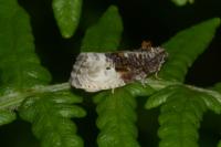 Hedya nubiferana