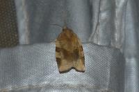 Choristoneura hebenstreitella