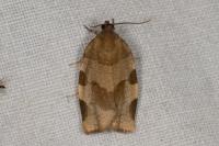 Choristoneura hebenstreitella