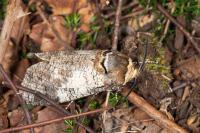 Cossus cossus