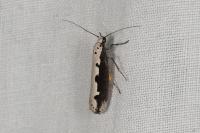 Ethmia bipunctella