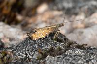 Glyphipterix thrasonella