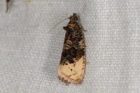 Hedya ochroleucana