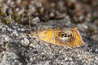 Olethreutes arcuella