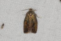 Ptycholoma lecheana