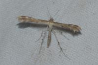 Oxyptilus