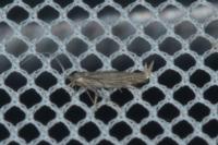 Coleophora otidipennella