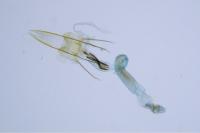Coleophora otidipennella