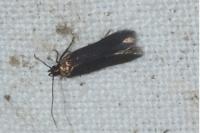 Oxypteryx unicolorella
