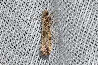 Morophaga choragella