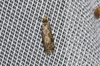 Triaxomera parasitella