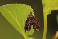 Prochoreutis