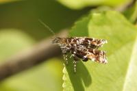 Prochoreutis