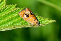Olethreutes arcuella