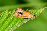Olethreutes arcuella