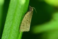 Clepsis senecionana