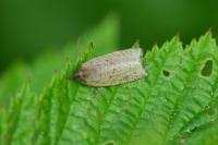 Clepsis senecionana