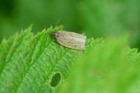 Clepsis senecionana