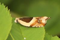 Ancylis badiana