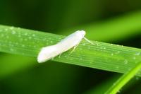 Elachista argentella