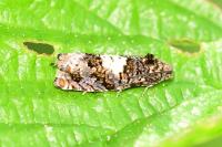 Epiblema sticticana