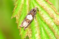 Epiblema sticticana