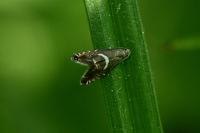 Glyphipterix forsterella