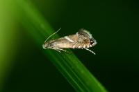 Glyphipterix forsterella