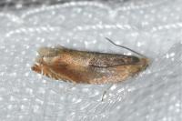Ancylis mitterbacheriana
