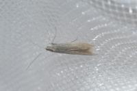 Coleophora