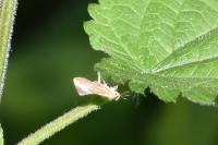 Crassa unitella