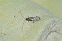 Nematopogon