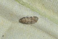 Pseudotelphusa paripunctella