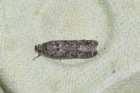 Teleiopsis diffinis