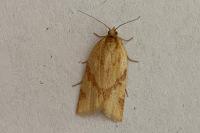 Clepsis pallidana