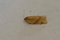 Clepsis pallidana