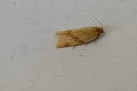 Clepsis pallidana