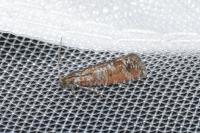 Rhyacionia pinivorana