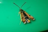 Pyropteron chrysidiforme