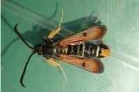 Pyropteron chrysidiforme