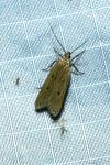 Acompsia