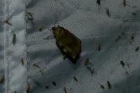 Choristoneura hebenstreitella