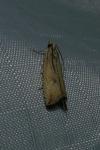 Bactra