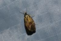 Ptycholoma lecheana