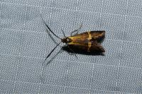 Nemophora