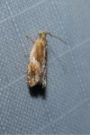 Ancylis